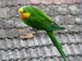 sameček papoušek nádherný